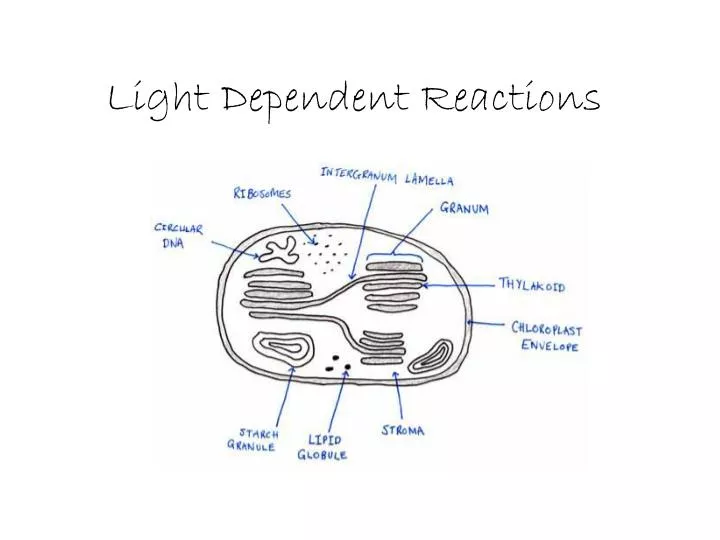 light dependent reactions