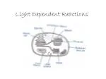 Light Dependent Reactions - slide 1