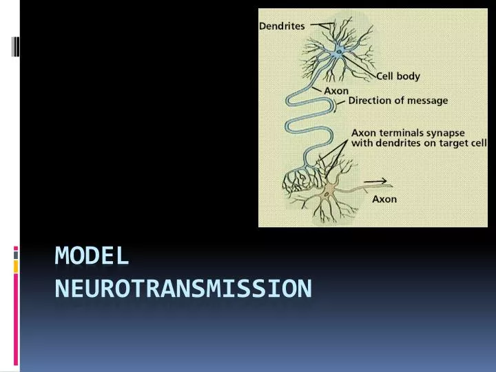 model neurotransmission