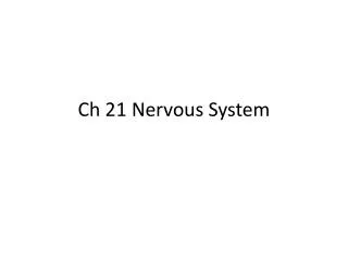 Ch 21 Nervous System