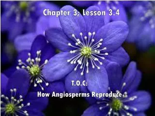 Chapter 3; Lesson 3.4