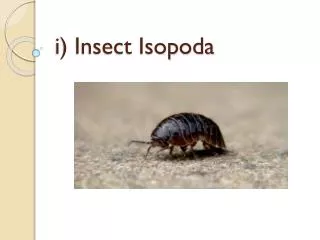 i) Insect Isopoda