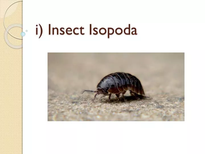i insect isopoda
