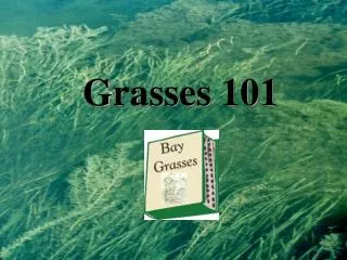 Grasses 101