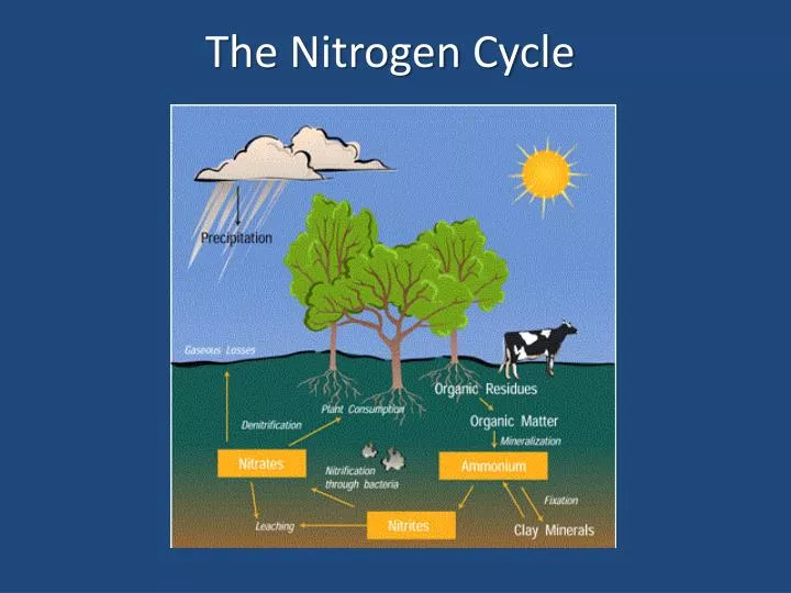 the nitrogen cycle