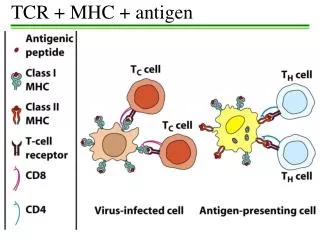 TCR + MHC + antigen