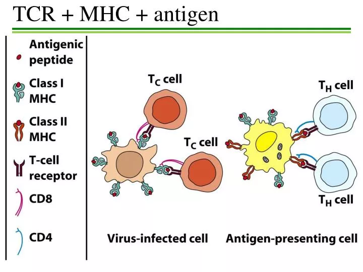 tcr mhc antigen