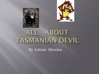 All About Tasmanian Devil