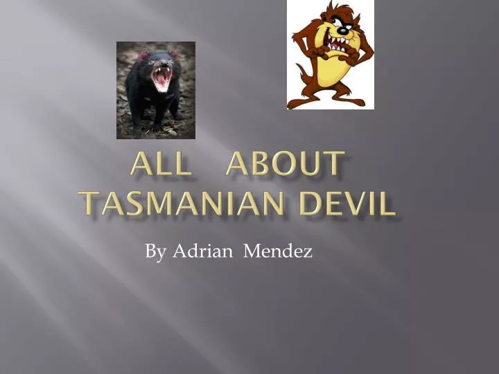 all about tasmanian devil