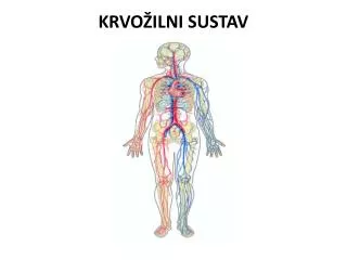 KRVOŽILNI SUSTAV