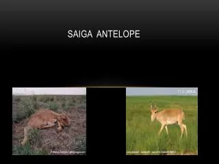 Saiga Antelope