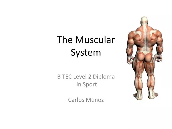 the muscular system