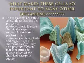what makes these cells so important to many other organisms