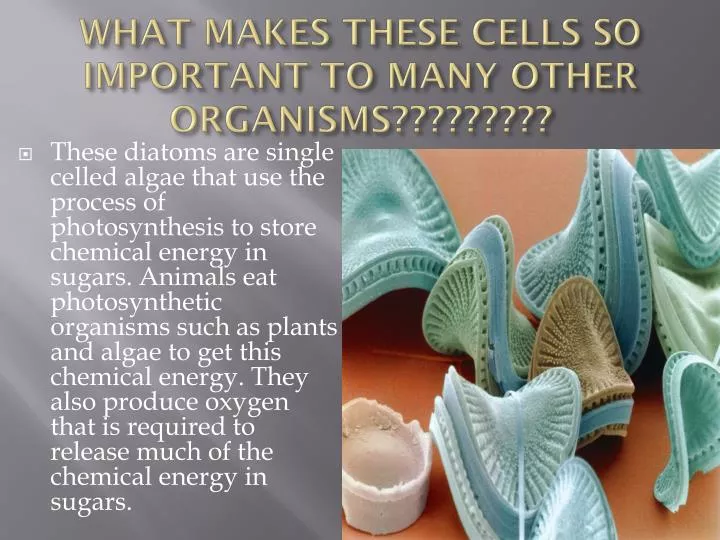 what makes these cells so important to many other organisms