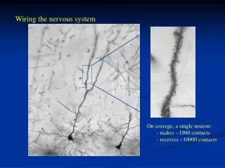 Wiring the nervous system