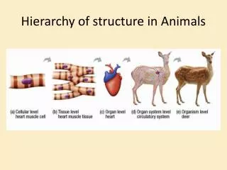 Hierarchy of structure in Animals