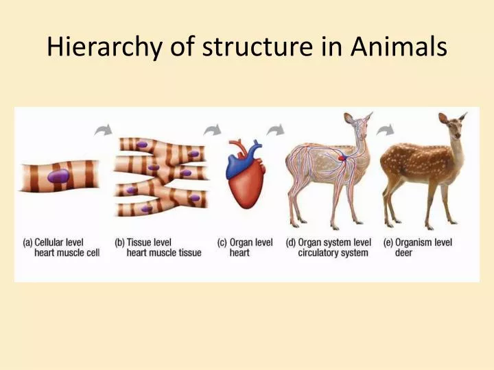 hierarchy of structure in animals