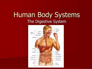 Human Body Systems