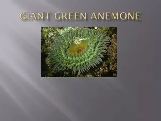 Giant Green Anemone