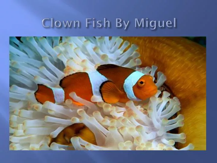 clown fish by miguel