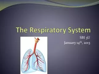 The Respiratory System