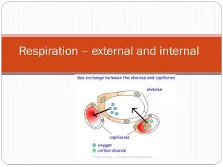 respiration external and internal