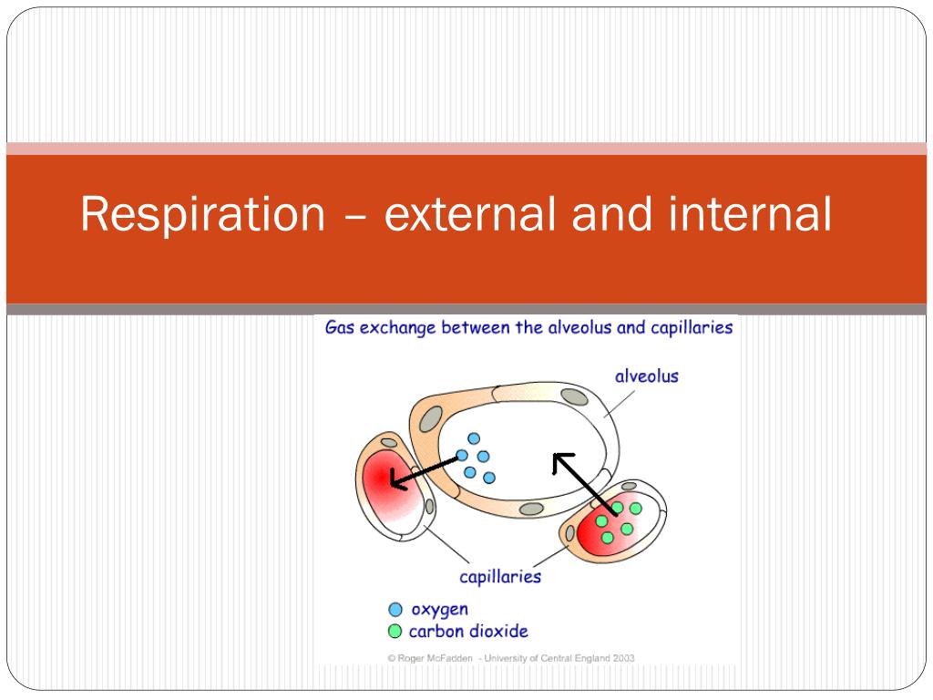 PPT - Respiration – external and internal PowerPoint Presentation, free ...
