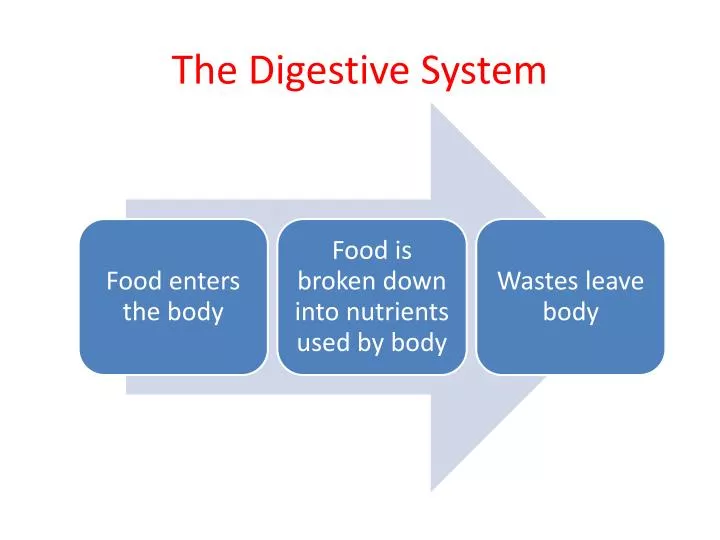 the digestive system