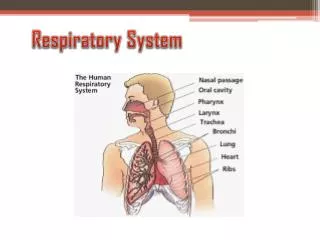 Respiratory System