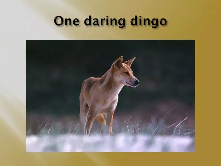 one daring dingo