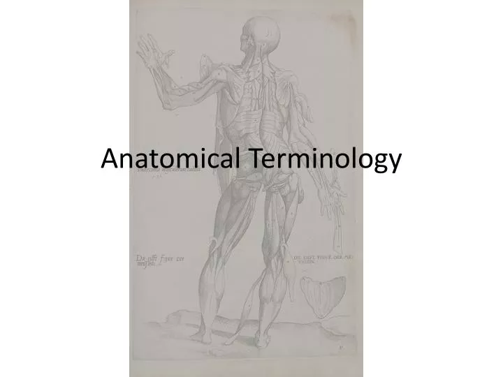 anatomical terminology