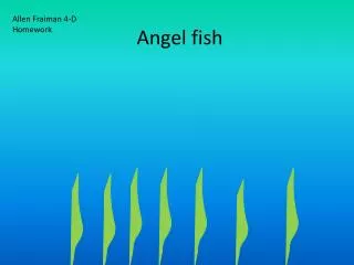 Angel fish