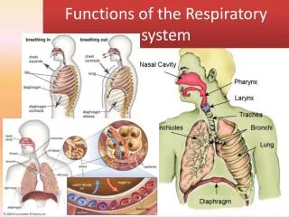 functions of the respiratory system