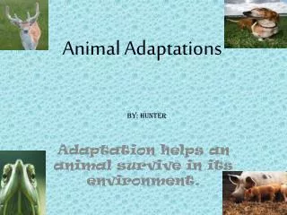 Animal Adaptations