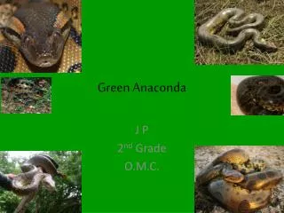 Green Anaconda