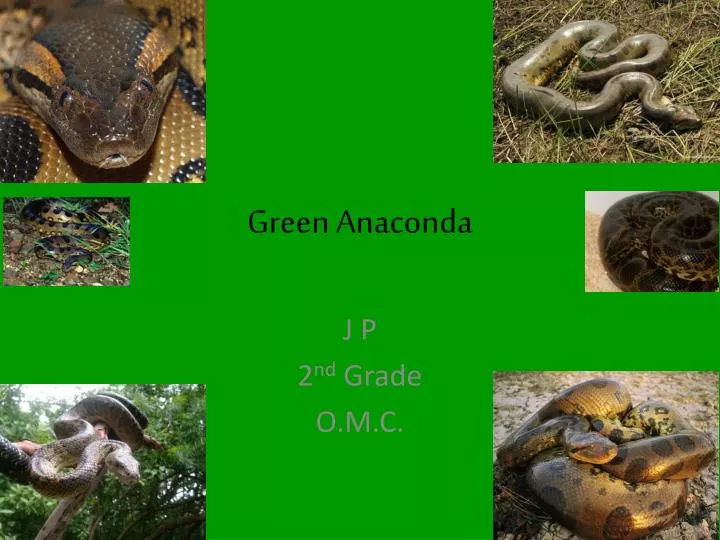 green anaconda