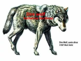 Dire wolf