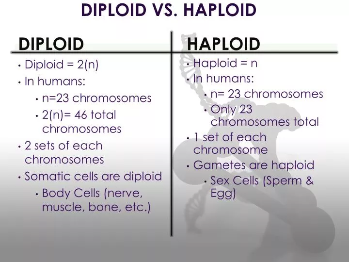 diploid vs haploid