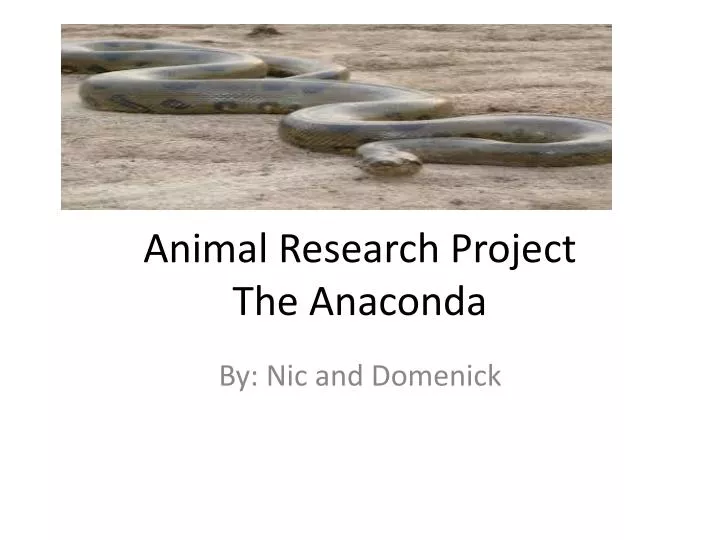 animal research project the anaconda