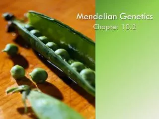 Mendelian Genetics Chapter 10.2