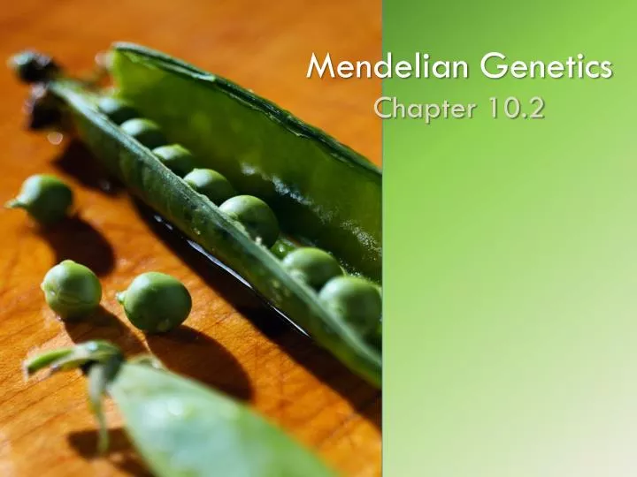 mendelian genetics chapter 10 2