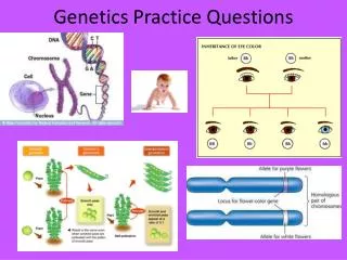 Genetics Practice Questions