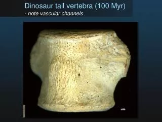 Dinosaur tail vertebra (100 Myr ) - note vascular channels
