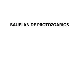 bauplan de protozoarios