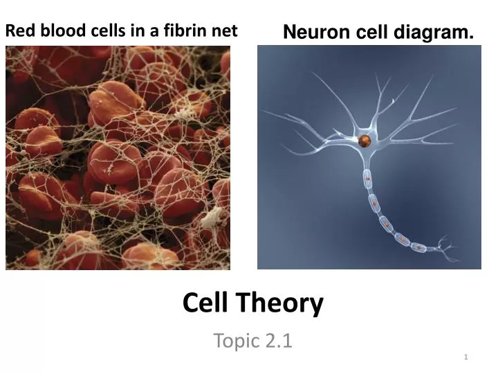 cell theory