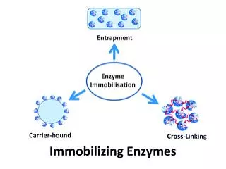 Immobilizing Enzymes
