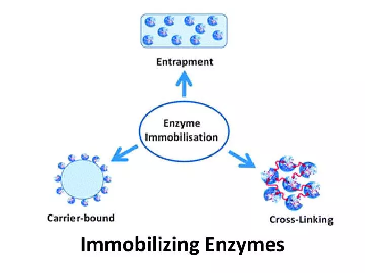 immobilizing enzymes