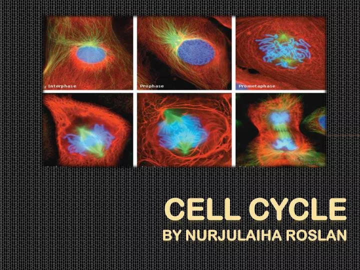 cell cycle by nurjulaiha roslan
