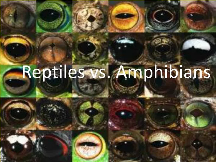 reptiles vs amphibians