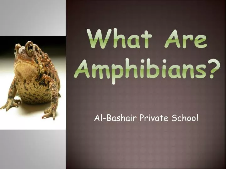 what are amphibians